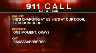 Illustration for article titled The Most Beautiful Modern Art: News Chyrons Featuring Cats